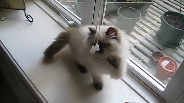 Seal point Ragdoll kitten at 13 weeks ^^ смотреть онлайн