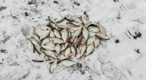 Зимняя рыбалка на плотву и густеру || Рыбалка 2023 || Отличный клёв в феврале