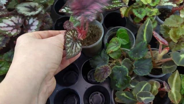 Комнатные растения. Не всегда все получается . смотреть онлайн