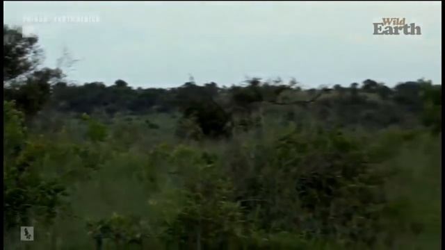 Wild Earth ~ Mom with cubs warns Male Lions смотреть онлайн