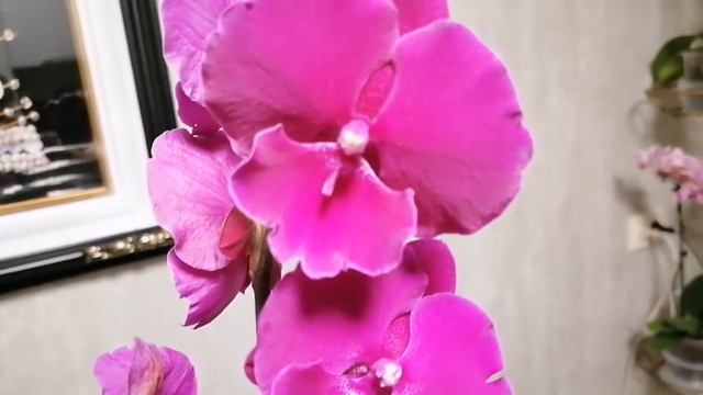 Биг липы, невероятной красоты, теперь мои. 🤗💕🌺 смотреть онлайн