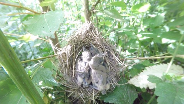 Камышовка болотная 170705 1 взрослые птенцы в гнезде, Москва 3