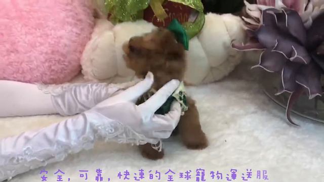 Super Tiny Teacup Bt Small Teacup Poodle Teddy Bear超小茶杯介於小茶杯貴賓犬泰迪熊