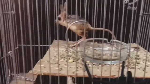 Тушканчик/Jerboa!!!? смотреть онлайн