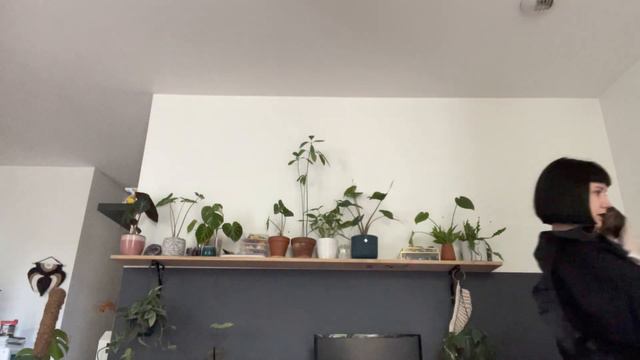 VERDICT FINAL SYNGONIUM VARIEGATA смотреть онлайн