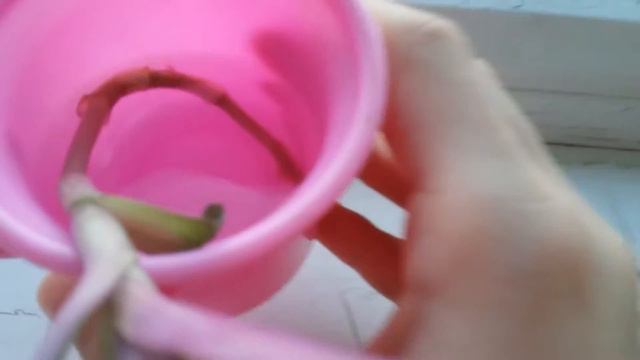 Мои комнатные растения 😊☺ смотреть онлайн