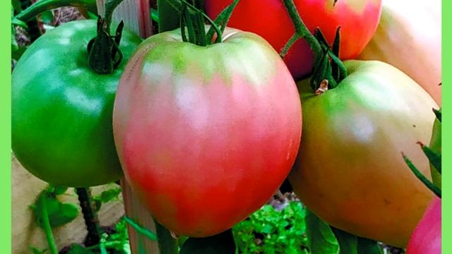 Как хранить крупные томаты смотреть онлайн