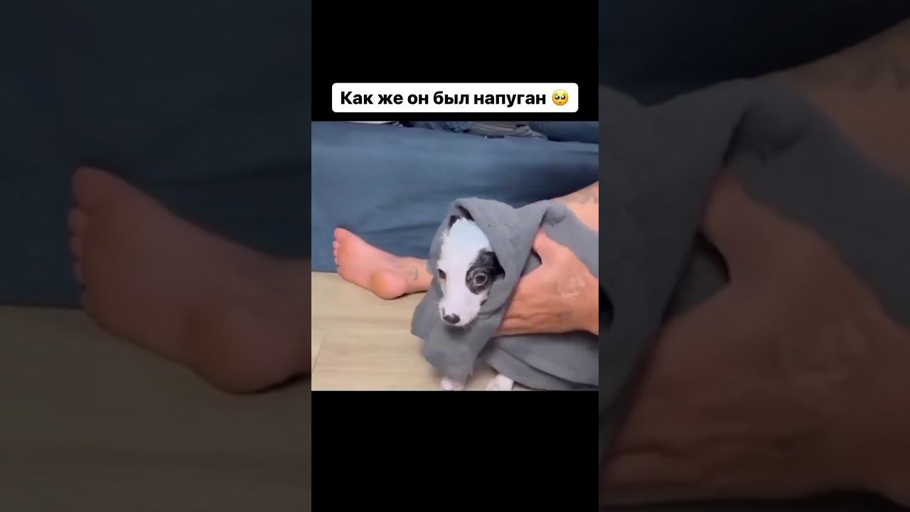 Они не заслуживают такого отношения #shorts смотреть онлайн