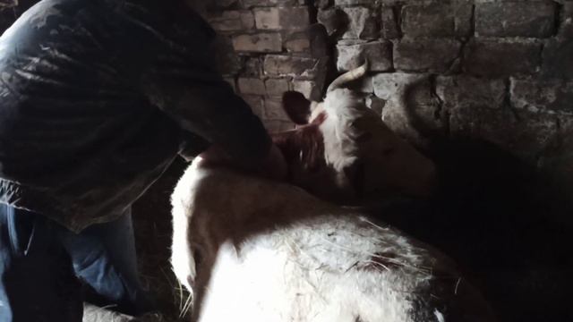 порез у коровы !!!! корова не подыматься ,что делать ? смотреть онлайн