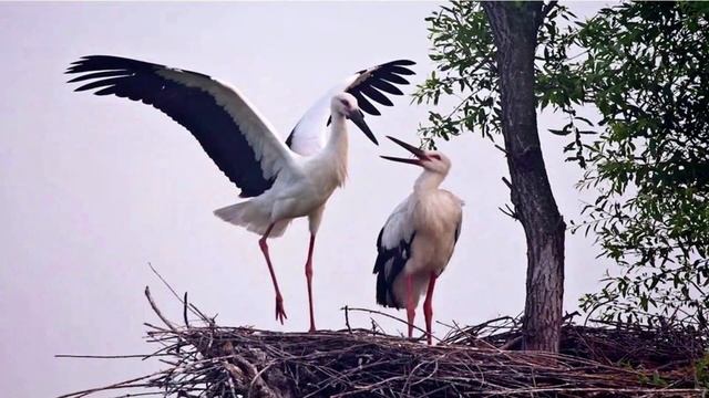 Тэма 15. Канстанцыя Буйло. «Люблю»