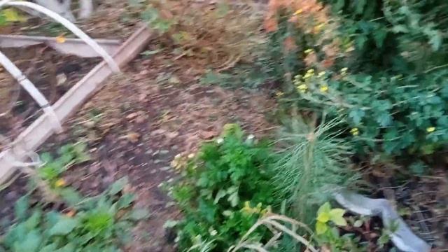 19 октября,продолжаю осенние работы,что сделала смотреть онлайн