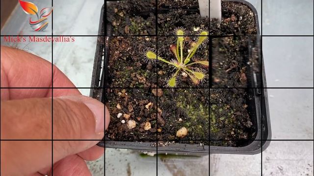 Carnivorous plants Let's look at some of my seed grown Capensis, Drosera, & Sundews) (81) смотреть онлайн