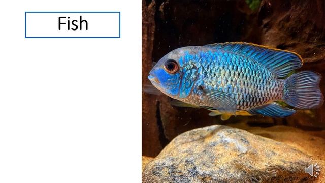 The Five Animal Groups | Grade Two | Science For Kids