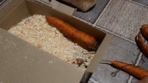 Как сохранить свою Морковь до Весны Делюсь рецептом. Продлеваем срок хранения морковки.