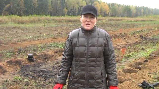 Как правильно посадить голубику промышленным способом смотреть онлайн