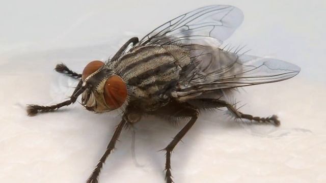 ♪♪?Муха цеце - Презентация смотреть онлайн