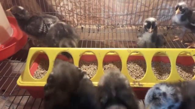 Первые дни жизни цыплят Уход и пропойка смотреть онлайн