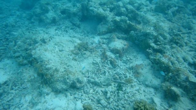 Maldives 2023 Snorkeling Cinnamon Dhonveli