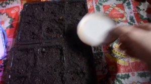 Посев примулы бесстебельной Данова f 1 и Потсдамские гиганты