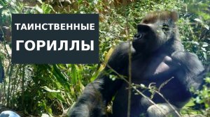 Таинственные Гориллы