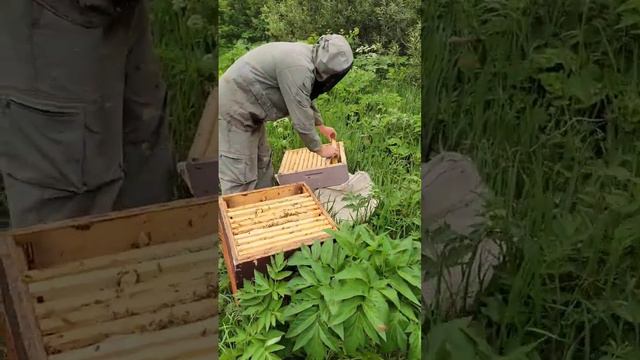 9 июня, снимаем мёд. Первый мёд в наших краях с желтой акации. #bee #мёд #пасека #алтай #пчеловод смотреть онлайн