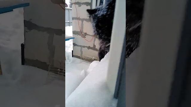 Почему чёрный кот Марик стал белым?!! Снегокот! смотреть онлайн