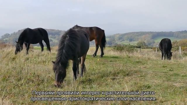 5 самых вегетарианских стран Евразии