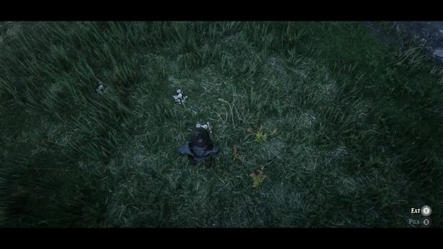 RDR2 Parasol Mushroom Locations - Red Dead Online Daily Challenges смотреть онлайн