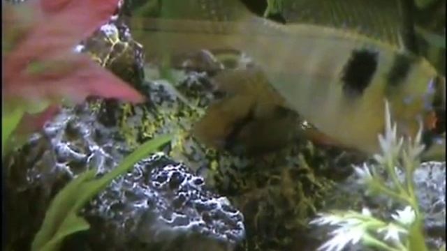 Апистограмма Рамиреза.wmv смотреть онлайн