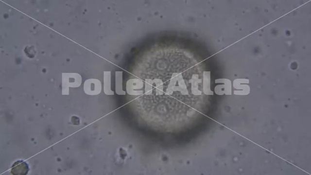 Silene vulgaris (Outline 2) смотреть онлайн