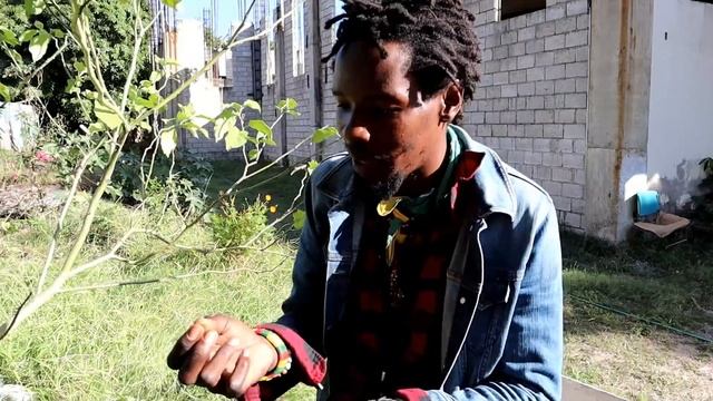 ACKEE Fruit : Trying the Notoriously Delicious Fruit in JAMAICA (& Susumba Fruit Review + Recipe) смотреть онлайн