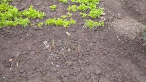 спаржа 3 года результат