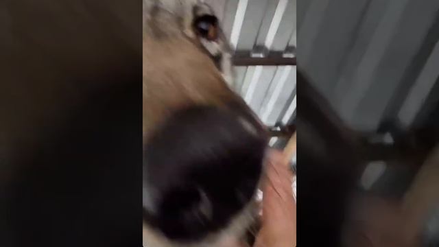 Лисы из Новолисья. Пытаемся поймать лису. Как общаются волки и немного Арчи смотреть онлайн