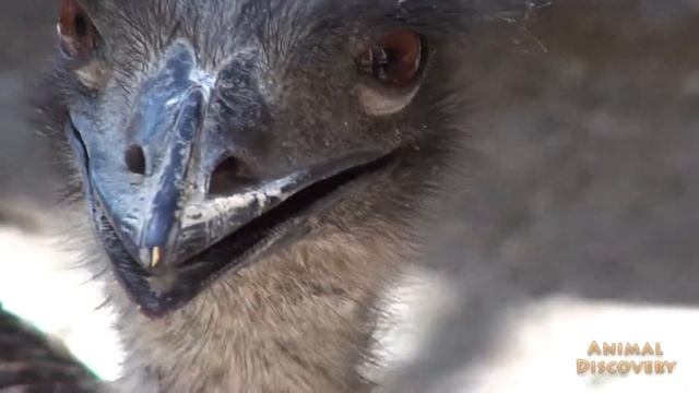 Страус - Ostrich смотреть онлайн