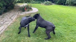 Шикарные кане корсо играют!