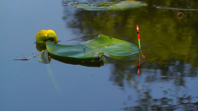 Поклевки на Поплавочную удочку на речке. Поклевки бычка, красноперки .Fishing angeln. Рыбалка смотреть онлайн