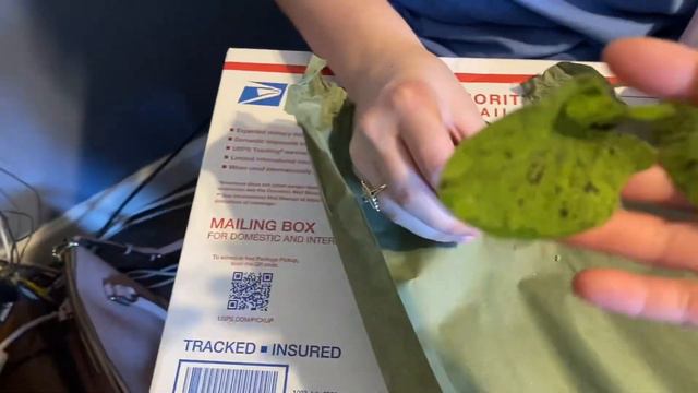 Unboxing Hilo Beauty and Mojito Alocasia plants and 3 months update смотреть онлайн
