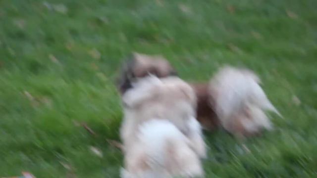 my pekingese dog Teeto and Teetos's frn. смотреть онлайн