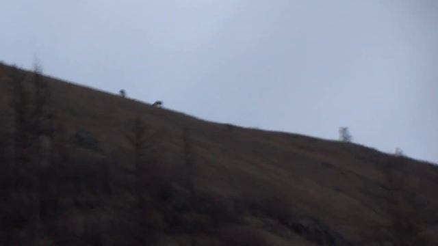 Забайкальские изюбри, весна 01.05.2021 смотреть онлайн