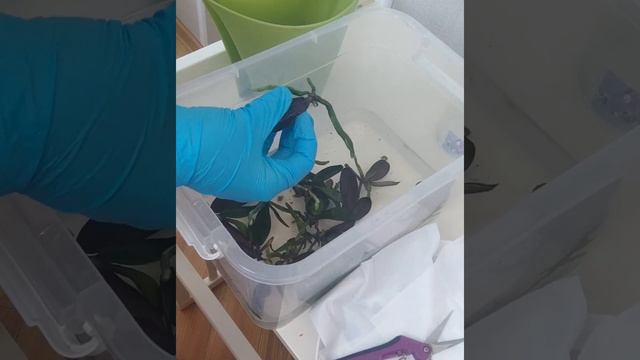 Фласка Орхидея биг лип как правильно размывать. Подробное видио этом рекомендую смотреть до конца. смотреть онлайн