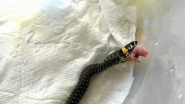 Grass snake eats pinky mouse смотреть онлайн