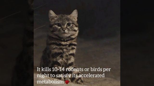 The deadliest cat on earth #Felis Nigripes смотреть онлайн