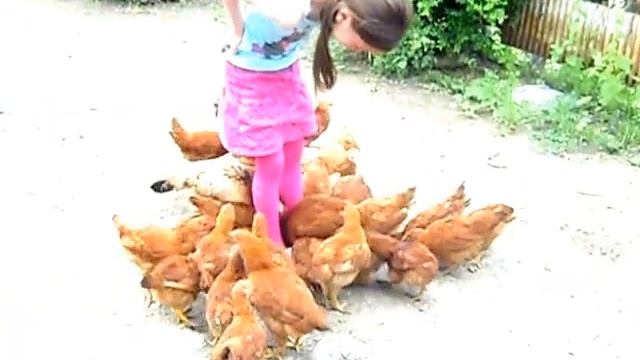 Все в кучу!!! Или -как приручить птицу! смотреть онлайн