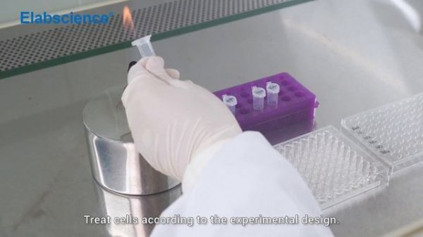 CCK-8 Operation Guide & Data Analysis