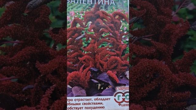 @Эффектные однолетники. Амарант. Красавец и пищевой краситель. смотреть онлайн