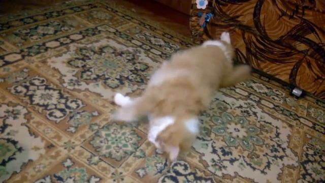котик и хомяк в шаре)) смотреть онлайн