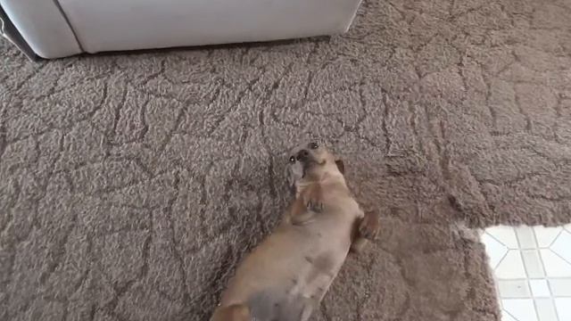 ОДИН ДОМА!!! Или одна!! ЧТО ДЕЛАЕТ СОБАКА КОГДА ДОМА ОДНА???? смотреть онлайн