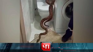 «ЧП»: 6 сентября 2024 года | «Чрезвычайное происшествие» на НТВ