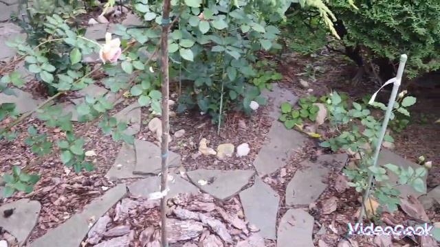 Рассказ о создании розария в палисаднике! Обновление и чем замульчировала. Обзор растений. смотреть онлайн