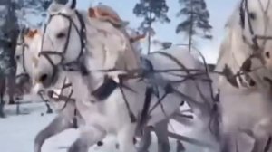 Застольные песни